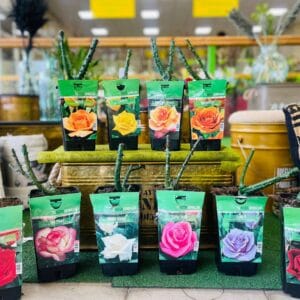 615169169 1500580238742739 2165307654295083420 n