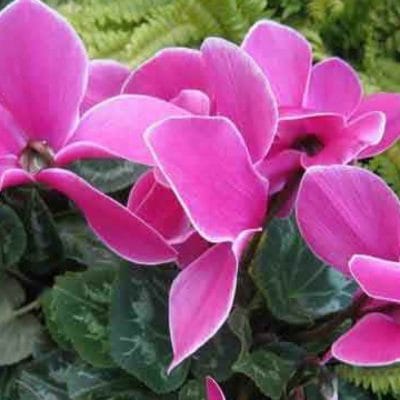 Ciclamen-Rosa-1280x720