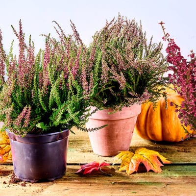 ricardo_teran_brezo_calluna_01