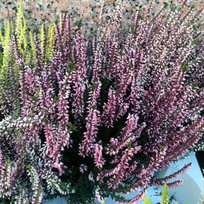 ricardo_teran_brezo_calluna_02