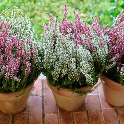 ricardo_teran_brezo_calluna_04