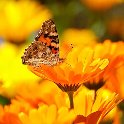 ricardo_teran_calendula_01