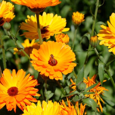 ricardo_teran_calendula_04