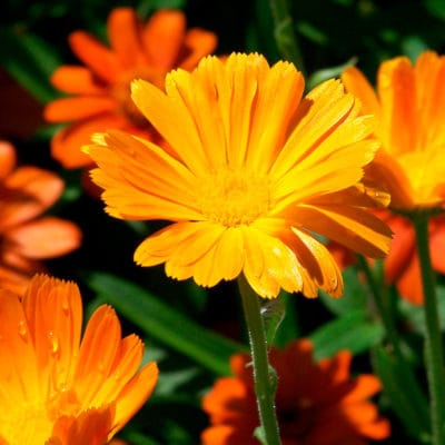 ricardo_teran_calendula_04