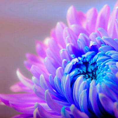 ricardo_teran_crisantemos_01