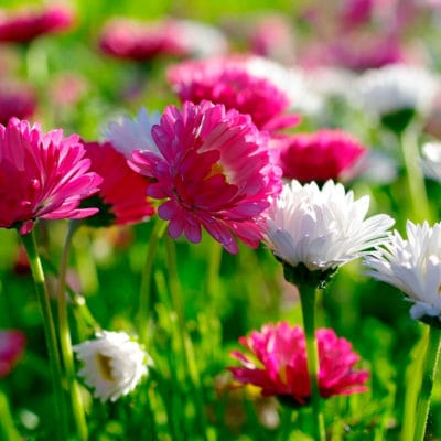 ricardo_teran_crisantemos_02