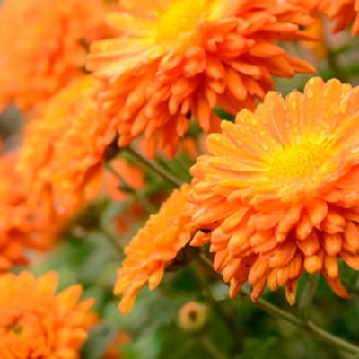 ricardo_teran_crisantemos_03