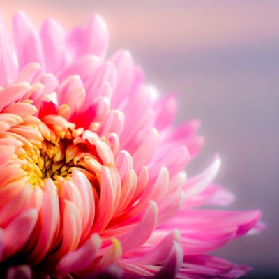 ricardo_teran_crisantemos_04