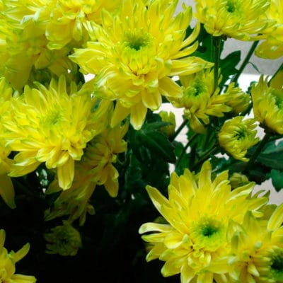 ricardo_teran_crisantemos_05