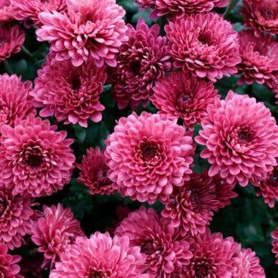 ricardo_teran_crisantemos_06