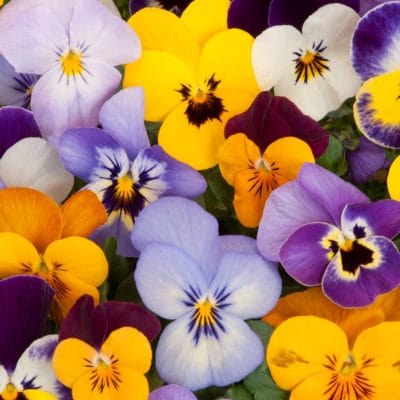 ricardo_teran_planta_pensamiento01