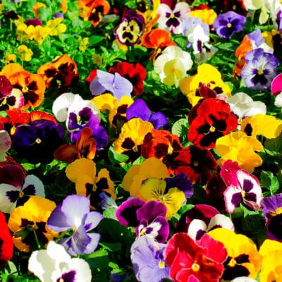 ricardo_teran_planta_pensamiento01