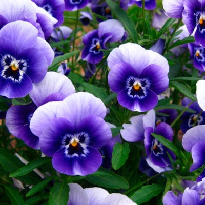 ricardo_teran_planta_pensamiento03