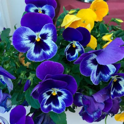 ricardo_teran_planta_pensamiento04