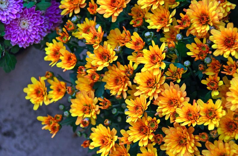 20201106_consejos-huerta-jardin-terraza-noviembre_3