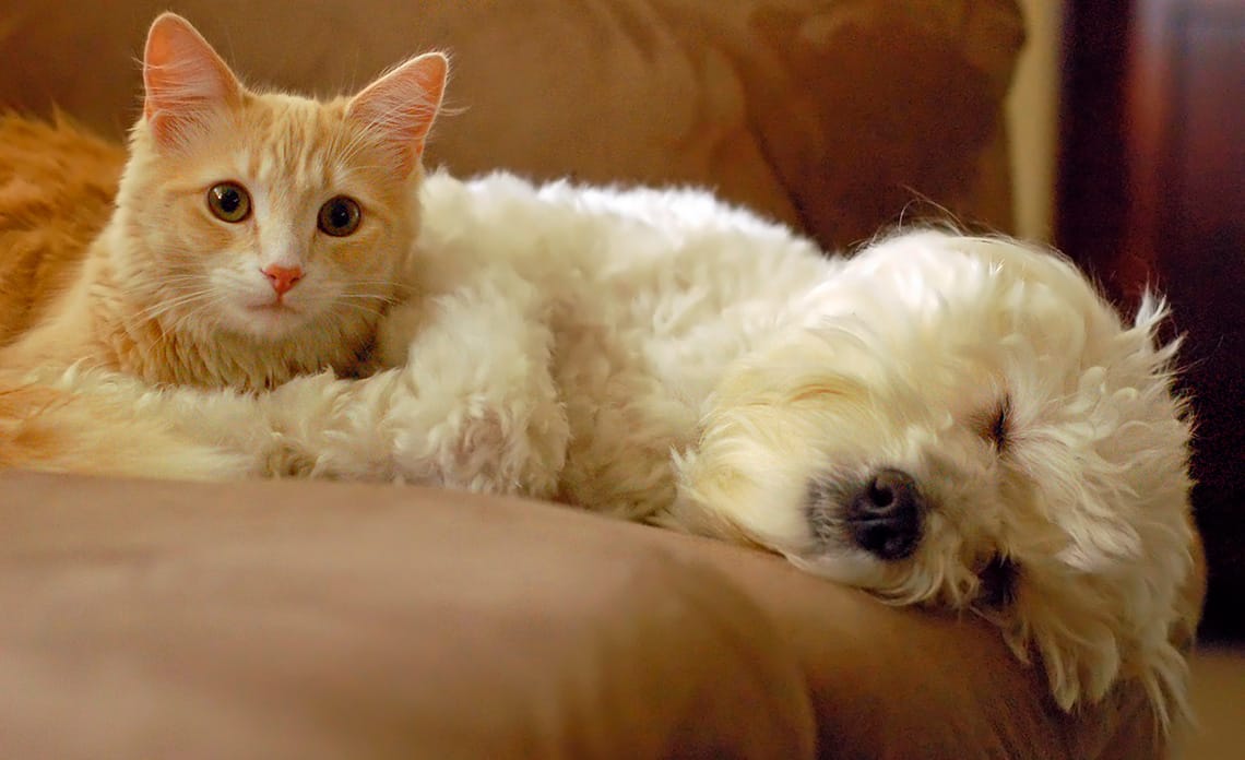 20201111 comen mismo pienso perros gatos