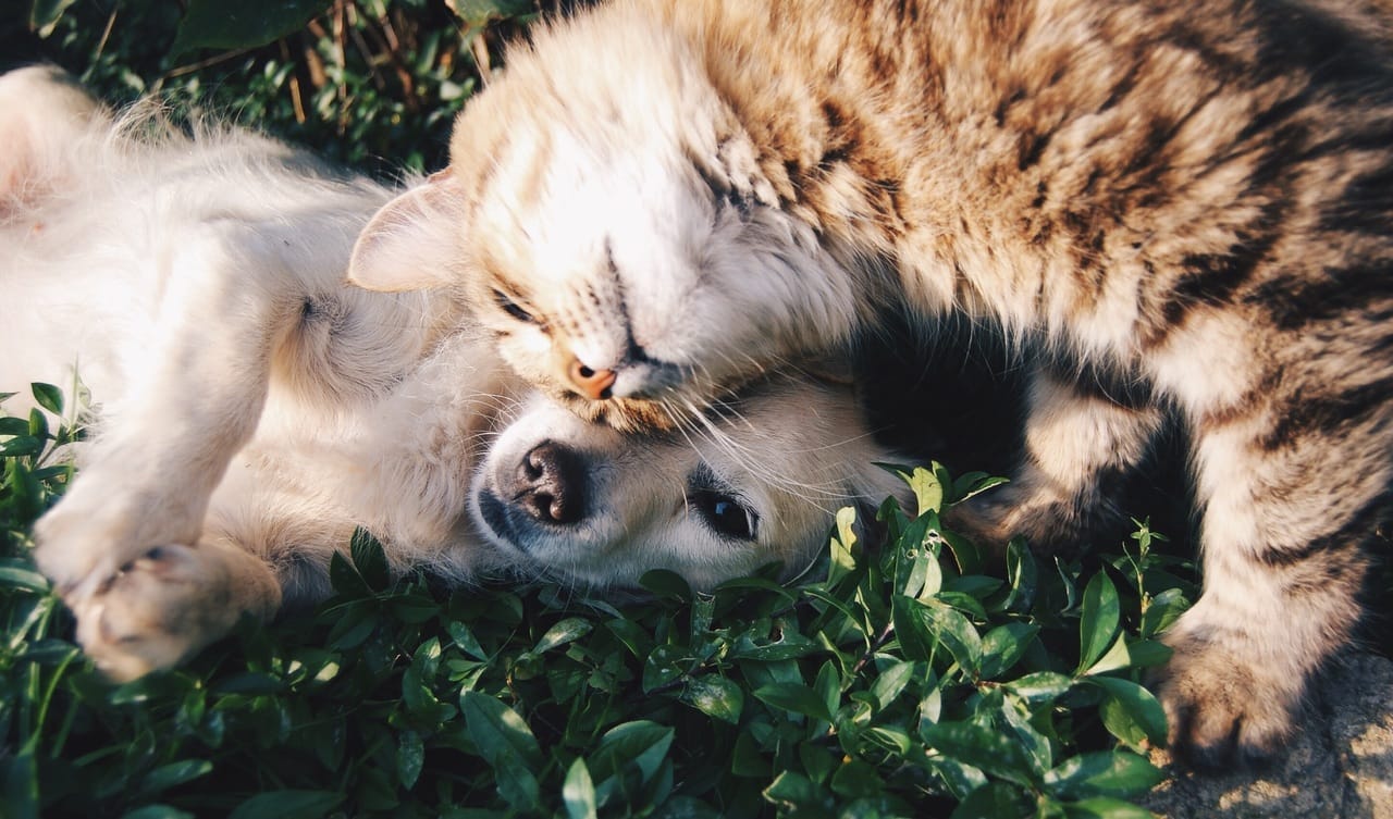20201111 comen mismo pienso perros gatos 06