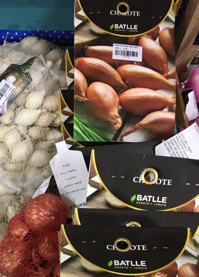 20201120 mejor epoca plantar bulbos cebolla ajo chalota 4