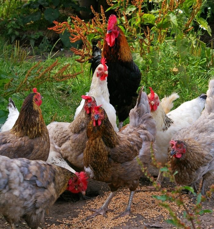 20201126_gallinero-clave-bienestar-gallinas_2