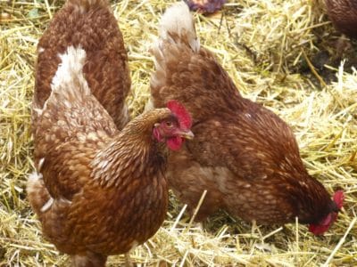 20201126_gallinero-clave-bienestar-gallinas_4