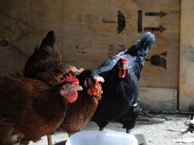 20201126_gallinero-clave-bienestar-gallinas_6