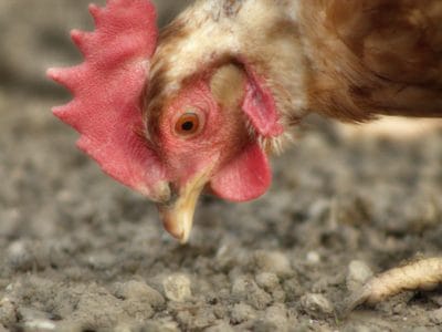 20201126_gallinero-clave-bienestar-gallinas_7