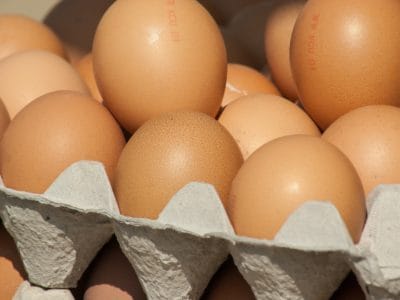 20201126_gallinero-clave-bienestar-gallinas_8