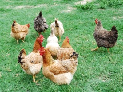 20201126_gallinero-clave-bienestar-gallinas_9