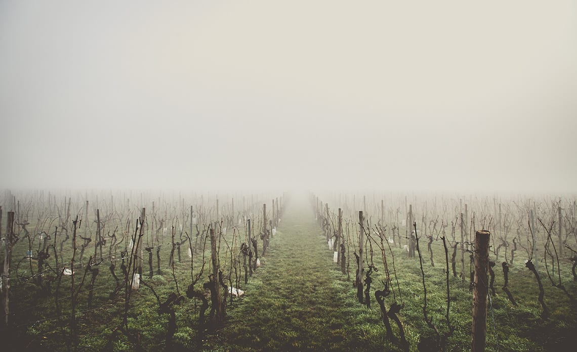 20201218 cuidados vina invierno