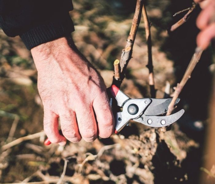 20201218_cuidados_viña_invierno_01