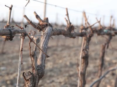 20201218_cuidados_viña_invierno_06