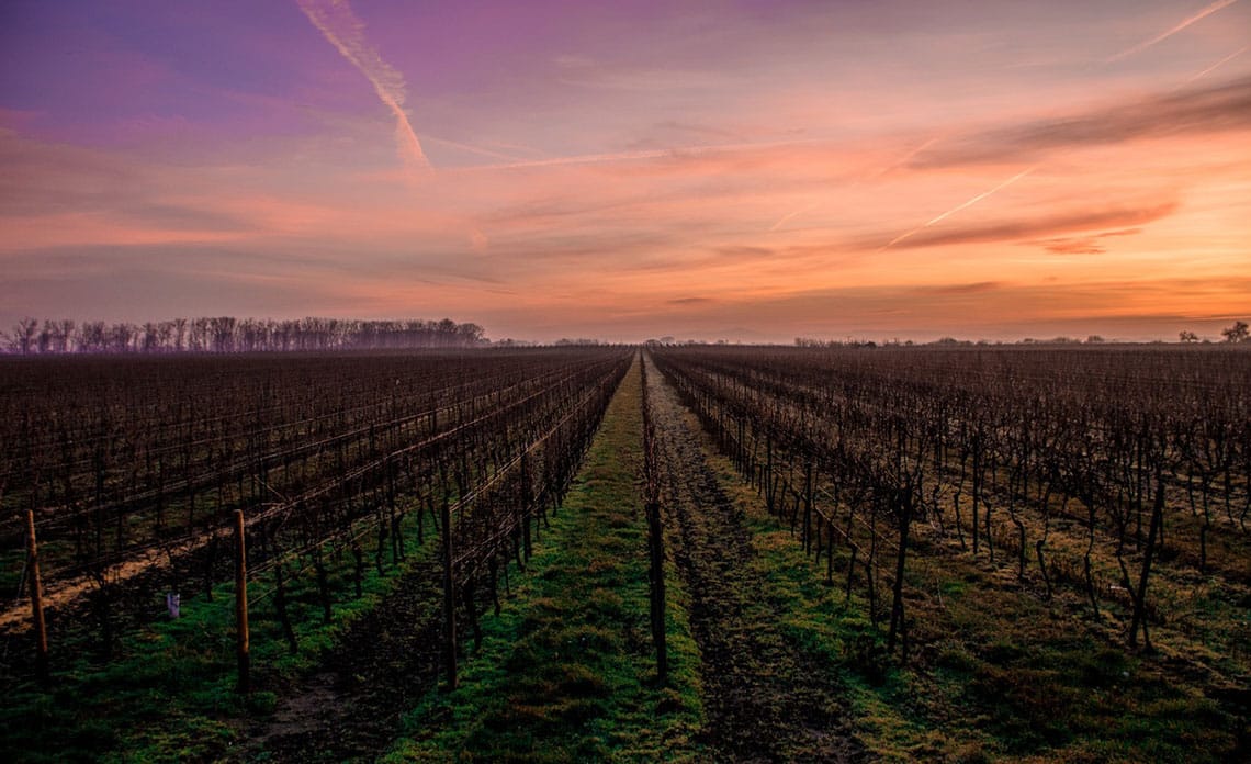 20201224 enmienda caliza fertilizacion vinedos