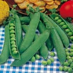 GUISANTE CESTALLENA 250 GRS