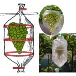 BOLSA PROTECTORA UVA 17x22 50 UD