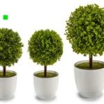 ARBOL BOLA HOJA MED.