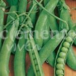 GUISANTE LINCOLN 80 GRS.