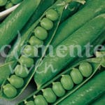 GUISANTE RONDO 250 GR.