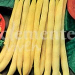 JUDIA ROQUENCOURT 250 GR