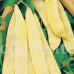 JUDIA M. VENECIA 80 GR