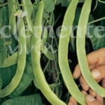 JUDIA GARRAFAL ORO 80 grs.