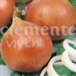 CEBOLLA MORADA DE AMPOSTA