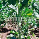 COL GIGANTE CABALLAR CLASICO