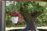 VASO ROSA P. PENSILE 20 CM - Imagen 2