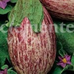 BERENJENA LISTADA DE GANDIA