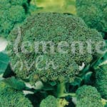 BROCULI VERDE CLASICO