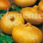 CEBOLLA PAJA VIRTUDES CLASICO