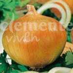 CEBOLLA BABOSA CLASICO