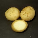 PATATA KENNEBEC 100 BULBOS