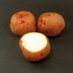 PATATA RED PONTIAC 100 BULBOS