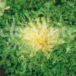 ESCAROLA CABELLO ANGEL